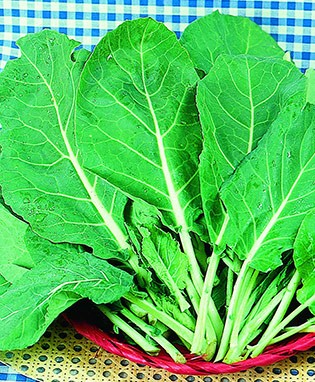 Carolina Cabbage Collard